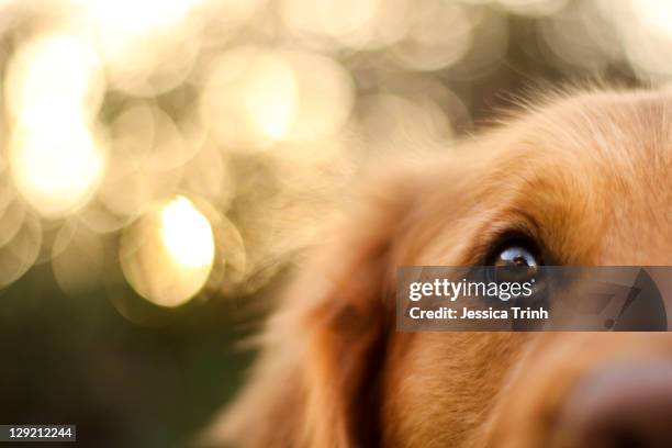 golden retriever eyes of devotion - labrador dourado cão de busca - fotografias e filmes do acervo