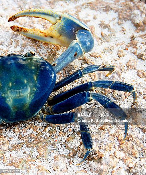 blue crab - blue crab stock pictures, royalty-free photos & images