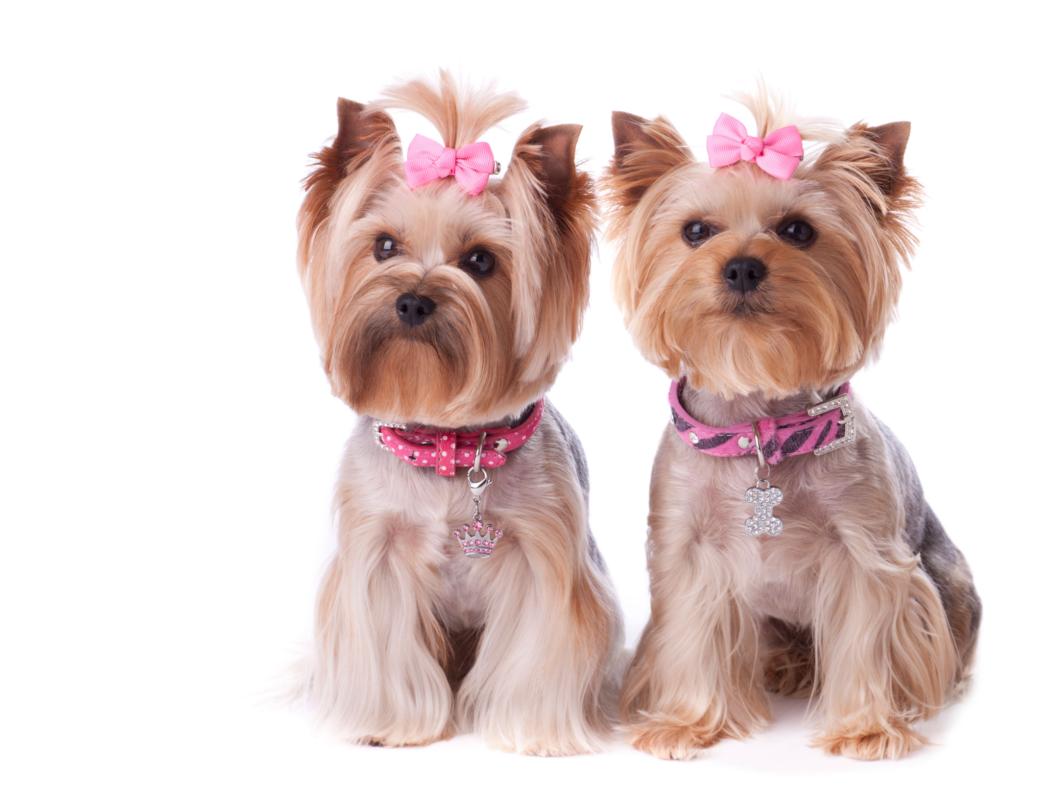 Yorkshire terrier dog friends on a white background Yorkshire terrier dog friends on a white background
