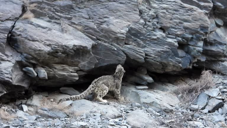 Rock Leopard 1,377 Peeing Outside Stock Videos, Footage, & 4K Video Clips - Getty Images