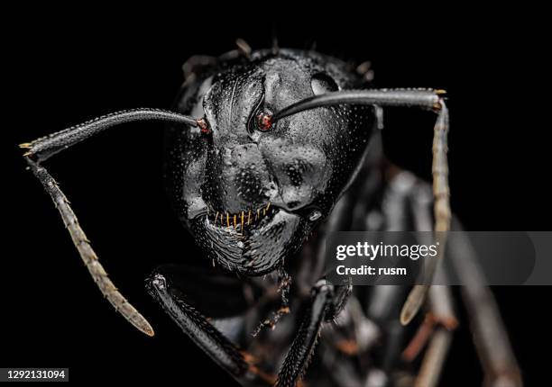 ant under microscope macro portrait, isolated on black background - insect mandible stock pictures, royalty-free photos & images