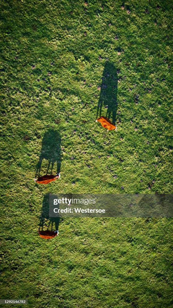 Cattle on a hill top
