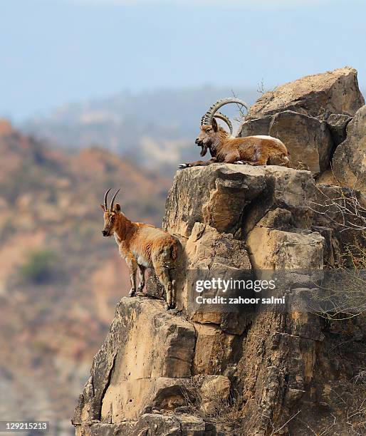 alpine ibex - capricorn stock pictures, royalty-free photos & images