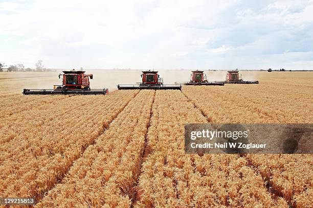 combine harvesting wheat field - grain field foto e immagini stock