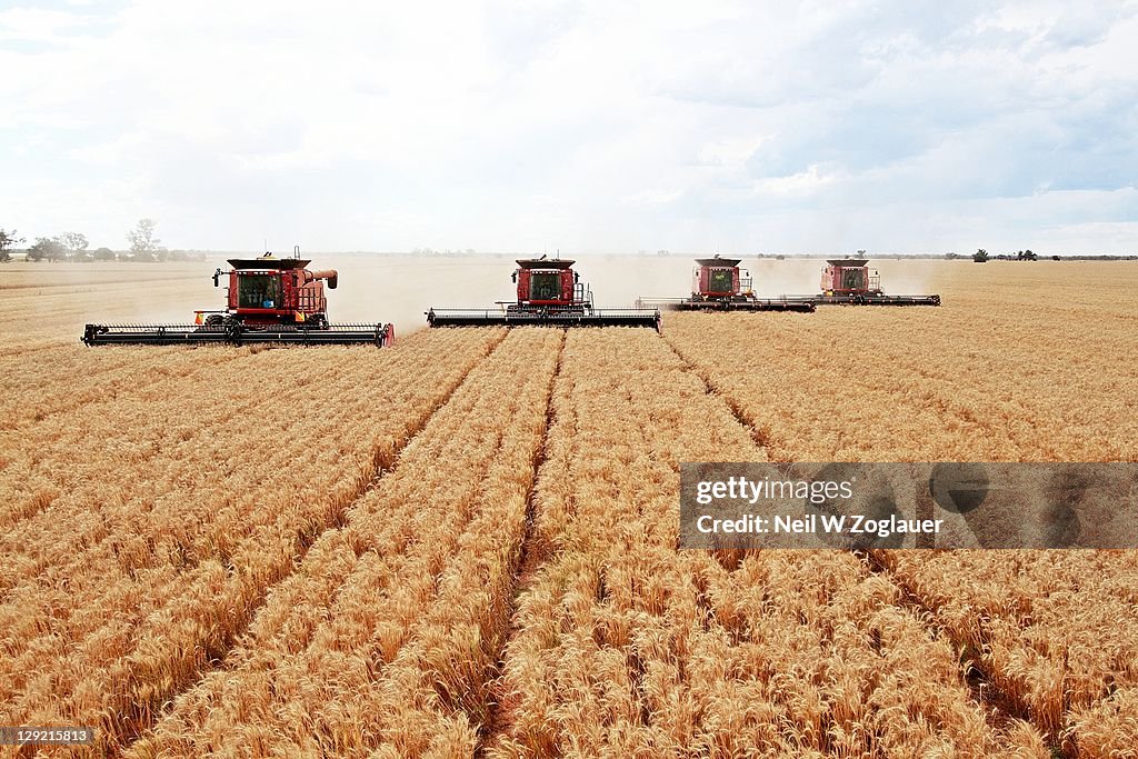 Combine harvesting wheat field