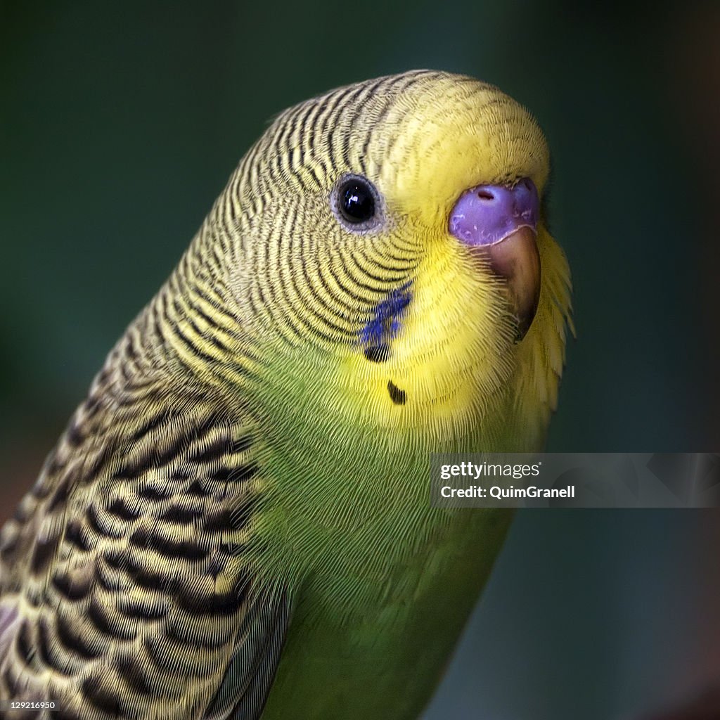 Parrot, close up