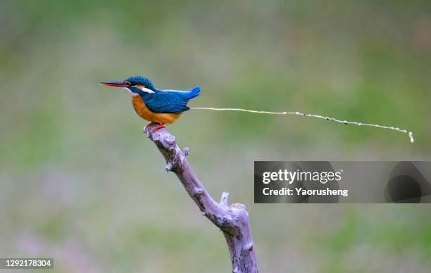 one male common kingfisher defecate on the branch - gusano stock-fotos und bilder