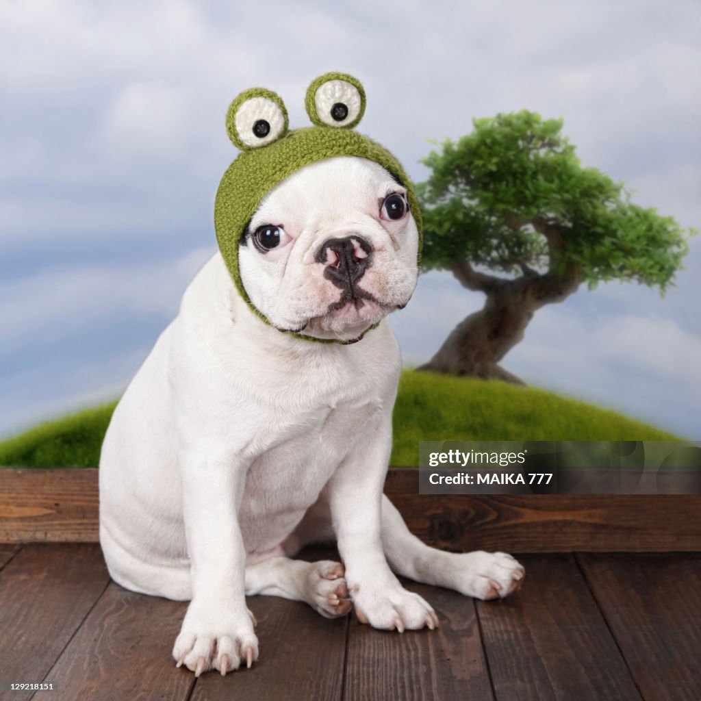 Cute French Bull Funny Frenchie Videos Cute French Funny Bulldog