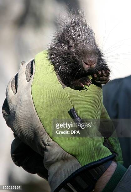 Zookeeper holds up a baby porcupine at Tierpark in Berlin, Germany on October 14, 2011. AFP PHOTO / OZLEM YILMAZER GERMANY OUT