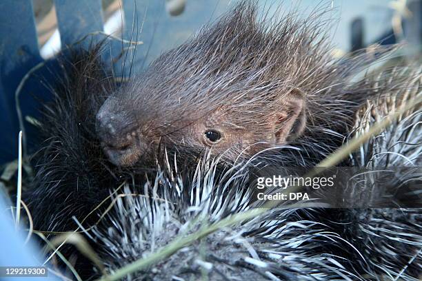 Zookeeper holds up two baby porcupines at Tierpark in Berlin, Germany on October 14, 2011. AFP PHOTO / OZLEM YILMAZER GERMANY OUT