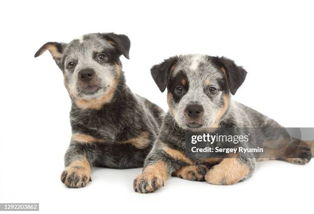 australian cattle dog puppies on white background - australian cattle dog stock pictures, royalty-free photos & images