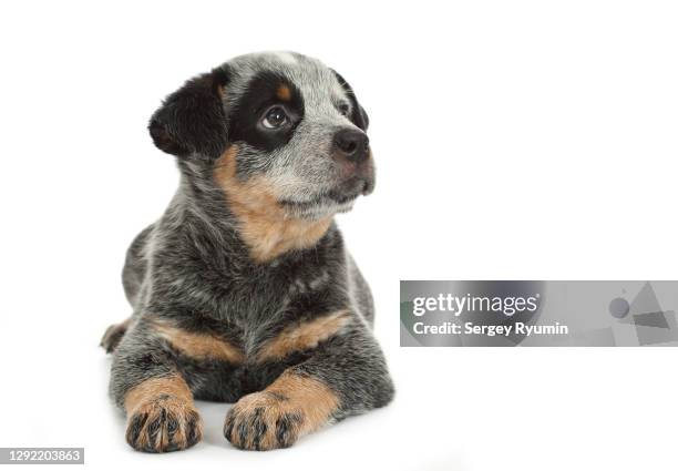 australian cattle dog puppy on white background - australian cattle dog stockfoto's en -beelden