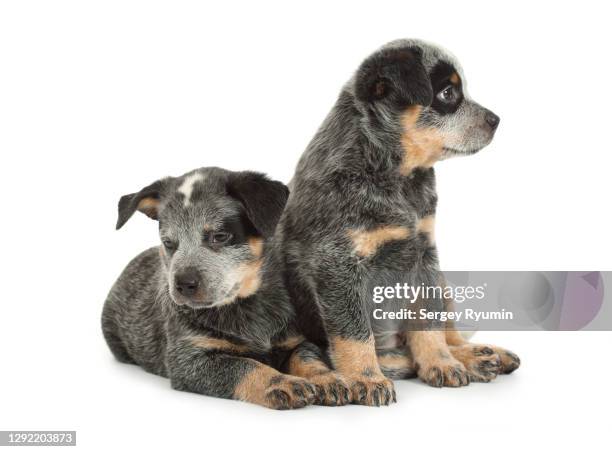 australian cattle dog puppies on white background - australian cattle dog stock pictures, royalty-free photos & images