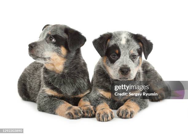 australian cattle dog puppies on white background - australischer-schäferhund stock-fotos und bilder