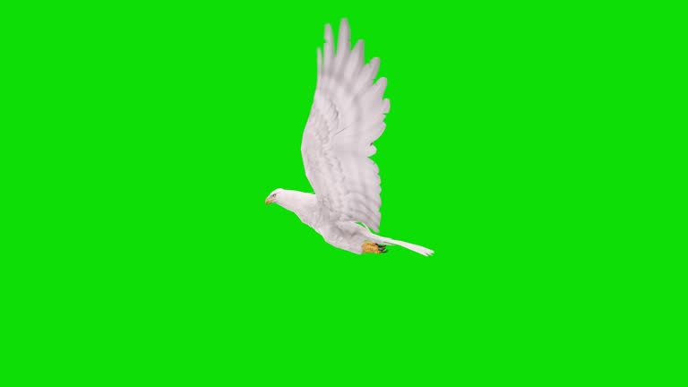 Flying Bird Animation Videos and HD Footage - Getty Images Flying Bird Animation Videos and HD Footage - Getty Images