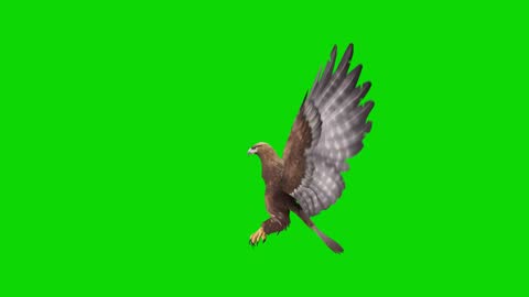 Eagle Flying Animation On Green Screen The Concept Of Animal Wildlife Games  Back To School 3d Animation Short Video Film Cartoon Organic Chroma Key  Character Animation Design Element Loopable High-Res Stock Video