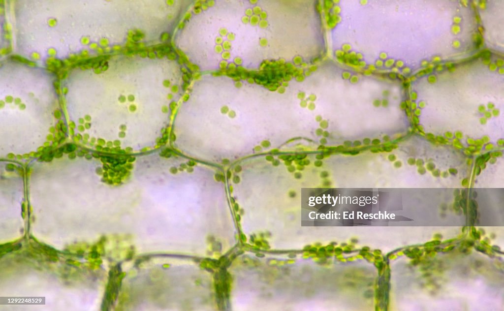 PHOTOSYNTHESIS--PHOTOSYNTHETIC PLANT CELLS with CHLOROPLASTS, Elodea (an aquatic plant), 100X