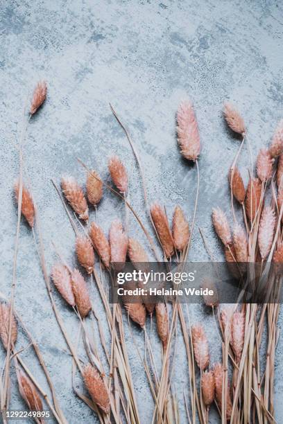 dried flowers - blue nature stock pictures, royalty-free photos & images