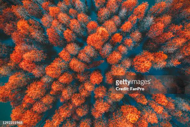 aerial view of natural metasequoia forest in autumn - sequia stock-fotos und bilder