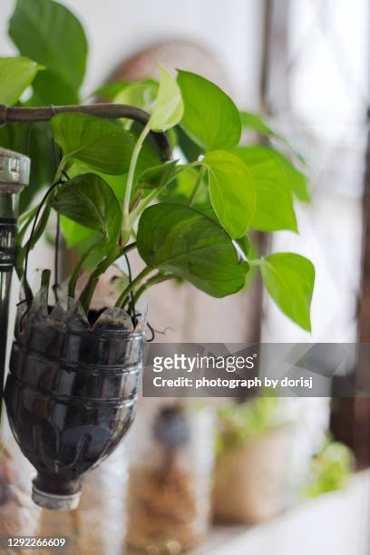 hanging green plant on recycle water bottle - plastic flower pot stock pictures, royalty-free photos & images