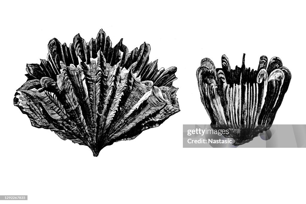 Flabellum ainbastrum (mos) and Ceratotrochus