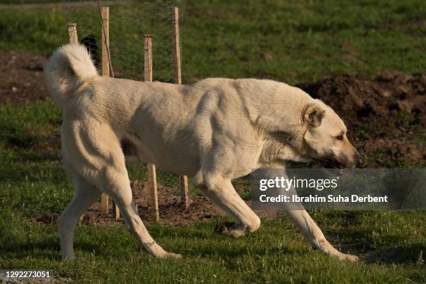 the side view scene of adult kangal shepherd dog running - anatolia stock pictures, royalty-free photos & images