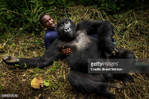 Andre Bauma, head caretaker of the orphan mountain gorillas inside the Senkwekwe center, the only orphanage for mountain gorillas in the world on...