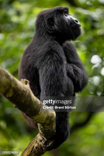 Orphan mountain gorillas inside the Senkwekwe center, the only orphanage for mountain gorillas in the world on October 18 in Rumangabo, DR Congo....