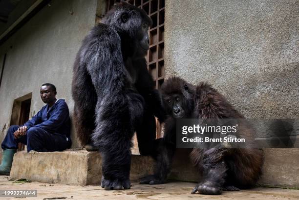 Andre Bauma, head caretaker of the orphan mountain gorillas inside the Senkwekwe center, the only orphanage for mountain gorillas in the world on...