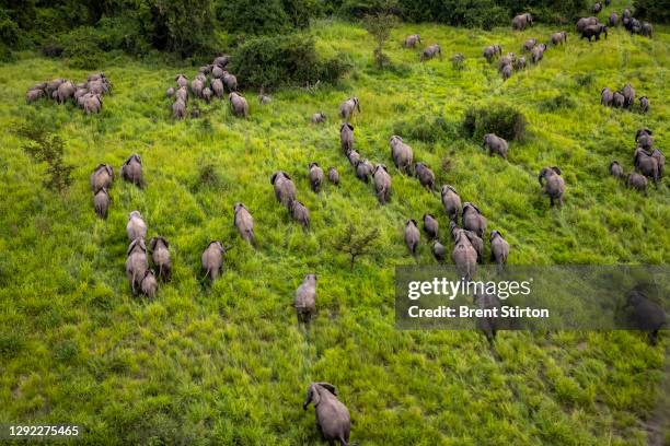 Herd of over 550 elephants on October 16,2020 that recently crossed over from Queen Elizabeth National Park in Uganda to Virunga National Park in the...