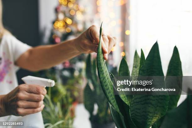 close-up of a hand with a spray gun. a girl takes care of her green indoor flowers and plants on new year's eve. home plant care - sansevieria stock pictures, royalty-free photos & images