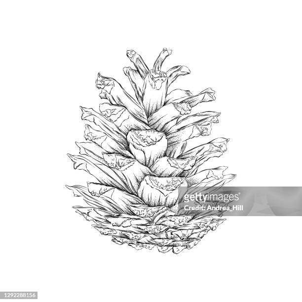 red pine cone drawing. vector eps10 illustration - red pine stock illustrations