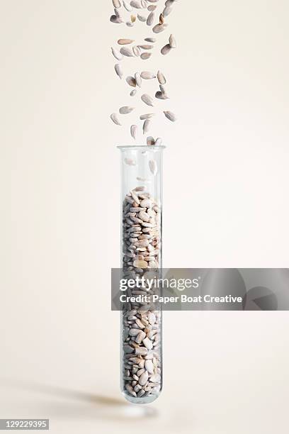 test tube with sunflower seeds falling in - sonnenblumenkern stock-fotos und bilder