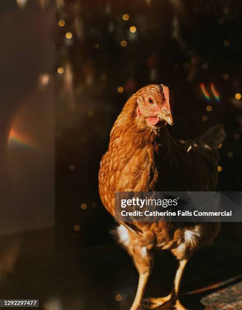 a brown chicken peeking out from the shadows - gallina animal hembra fotografías e imágenes de stock