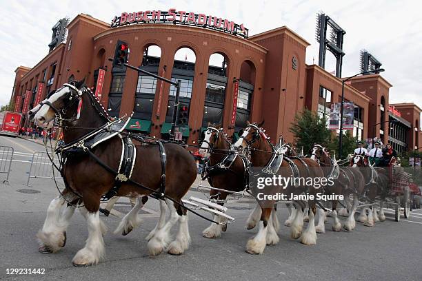 The Budweiser clydesdale horses walk by the outside of stadium prior to the St. Louis Cardinals hosting the Milwaukee Brewers during Game Five of the...