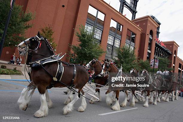 The Budweiser clydesdale horses walk by the outside of stadium prior to the St. Louis Cardinals hosting the Milwaukee Brewers during Game Five of the...