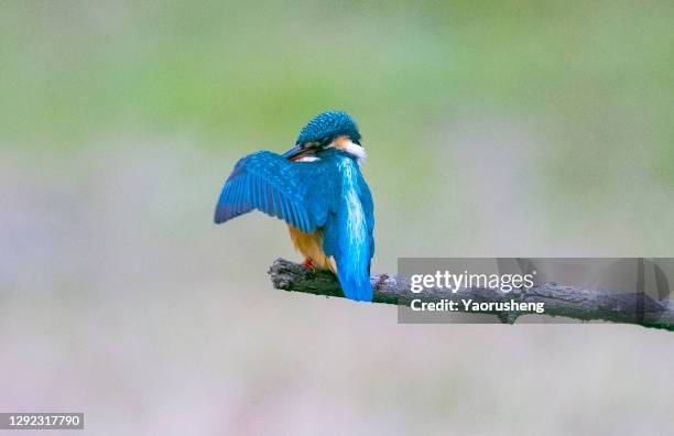 the common kingfisher clean his wing after diving (alcedo atthis) - preening stock pictures, royalty-free photos & images