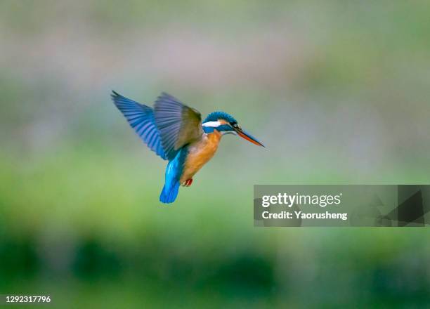 bird in flight; kingfisher - kingfisher river stock pictures, royalty-free photos & images