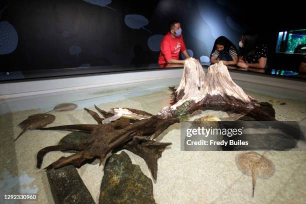 Park guide and visitors wearing protective masks enjoy the aquarium in the midst of the Coronavirus pandemic at Parque Explora on December 20, 2020...