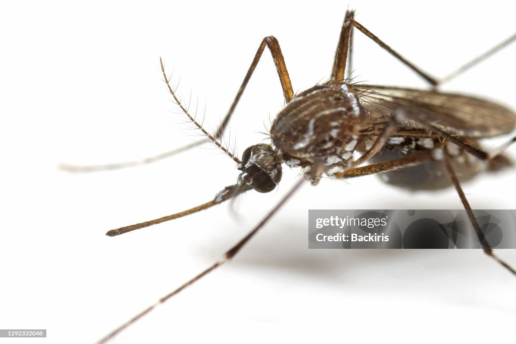 Makrofoto von Gelbfieber-Mücke isoliert auf weißem Hintergrund