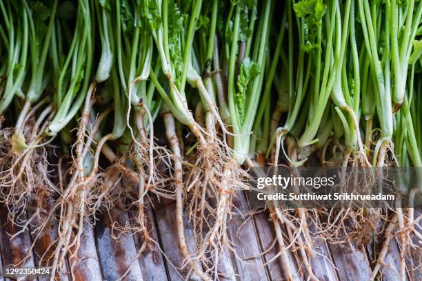 Cilantro Roots Process Cilantro Root Photos and Premium High Res Pictures - Getty Images