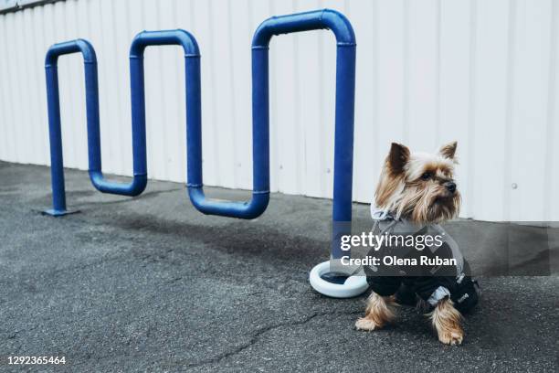 yorkshire terrier is tied to pipes near the store - mini grocery store photos et images de collection