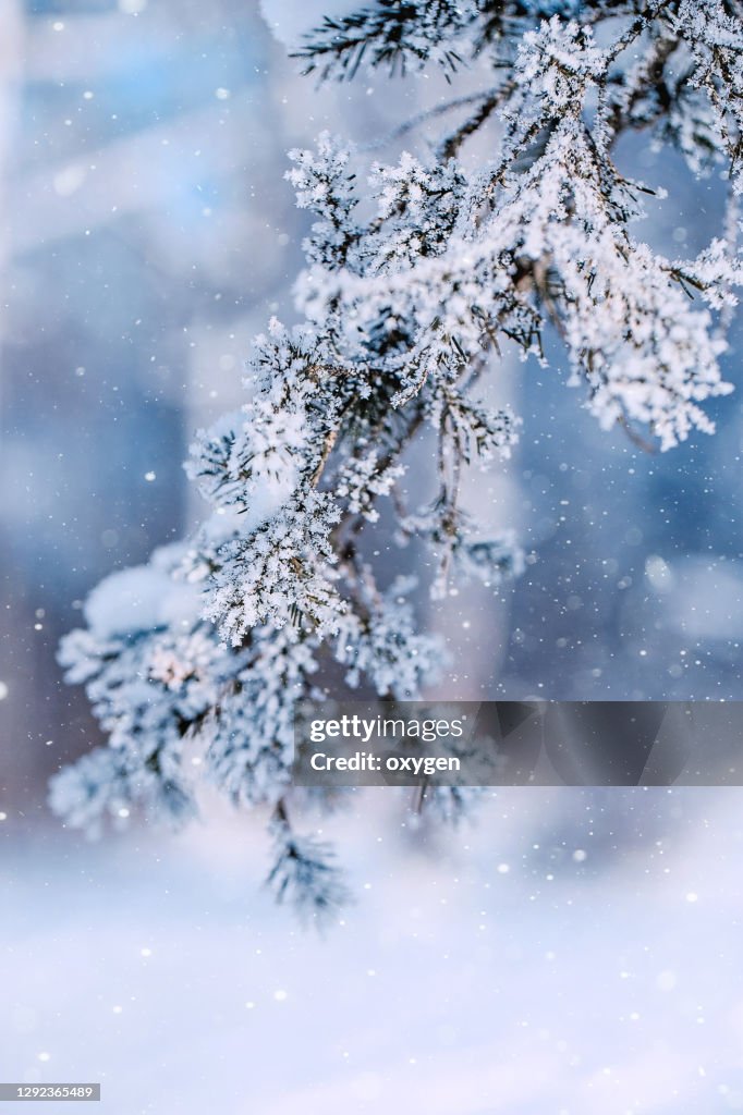 Wall Art Print, Christmas Tree Branches on Frost Forest