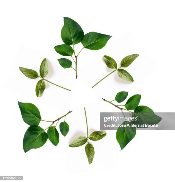 full frame, close-up of twig with green leaves  forming a circle on a white background. - blossom trees ストックフォトと画像