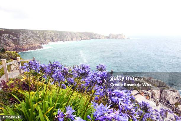 romantic bay near porthcurno with agapanthus - lands end cornwall stock pictures, royalty-free photos & images