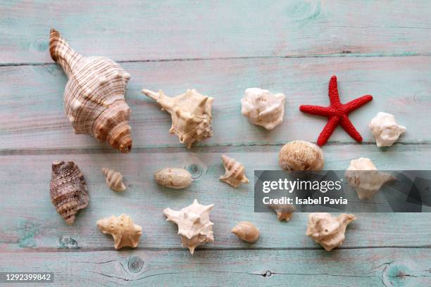 seashells and starfish over rustic background. copy space - muschel freisteller stock-fotos und bilder