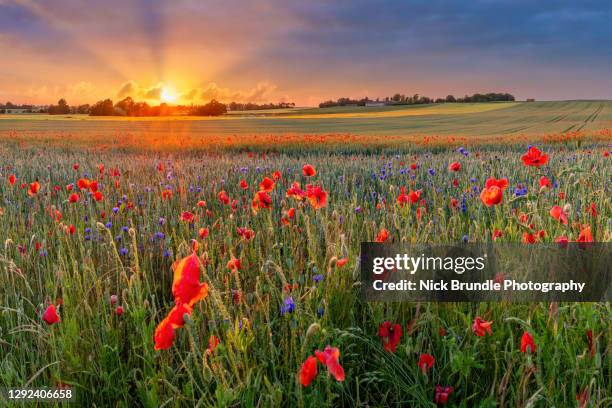 poppy power - summer solstice stock pictures, royalty-free photos & images