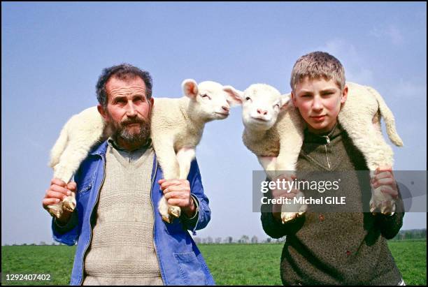 Un berger et son fils portant un agneau sur leurs épaules, Transmission du métier d'éleveur, Sarthe, région Pays de La Loire, France. Lamb breeder...