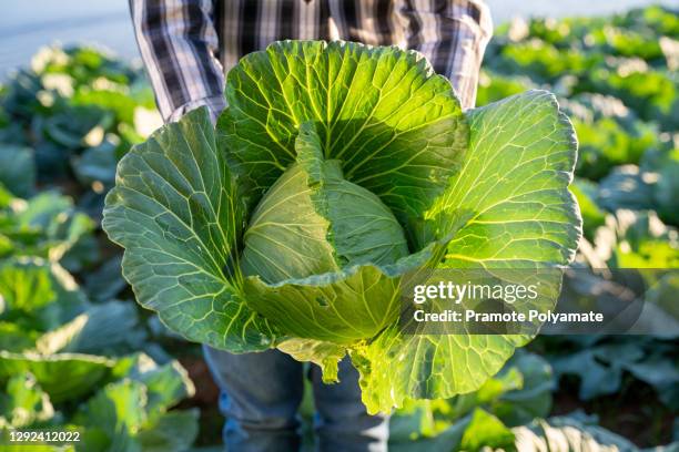 harvesting cabbage in the hands of farmer. fresh cabbage from farm field. agriculture vegetarian food concept. - cabbage stock-fotos und bilder