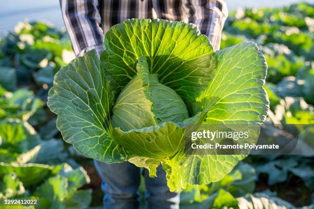 harvesting cabbage in the hands of farmer. fresh cabbage from farm field. agriculture vegetarian food concept. - cabbage stock pictures, royalty-free photos & images